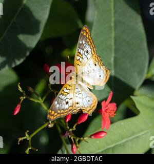 Weißer Pfau, Anartia jatrophae, Schmetterling Stockfoto