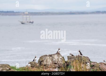 Ein Zirkus von Papageitauchern auf der Isle of May, mit dem Segelschiff „Pelican of London“ im Hintergrund - Schottland, Großbritannien Stockfoto