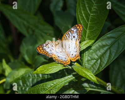 Weißer Pfau, Anartia jatrophae, Schmetterling Stockfoto