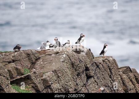 Ein Zirkus von Papageitauchern auf der Isle of May - Schottland, Großbritannien Stockfoto