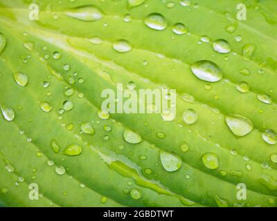 Regenwassertropfen auf grünes Blattmakro Stockfoto