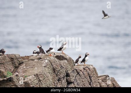 Ein Zirkus von Papageitauchern auf der Isle of May - Schottland, Großbritannien Stockfoto