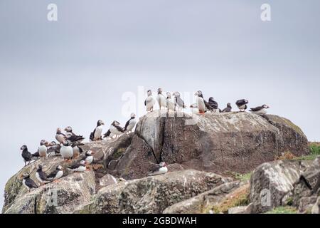 Ein Zirkus von Papageitauchern auf der Isle of May - Schottland, Großbritannien Stockfoto