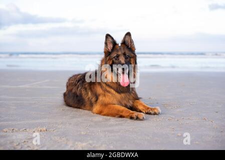 Deutscher Schäferhund am Strand bei Sonnenuntergang. Strandurlaub mit Hund. Stockfoto