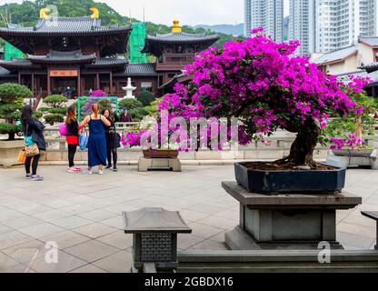 HONGKONG, HONGKONG - 24. Jul 2018: Vor einer Chines-Pagode steht ein lila Zierbaum in einem Park mit einer Gruppe einheimischer Mädchen stand Cha Stockfoto