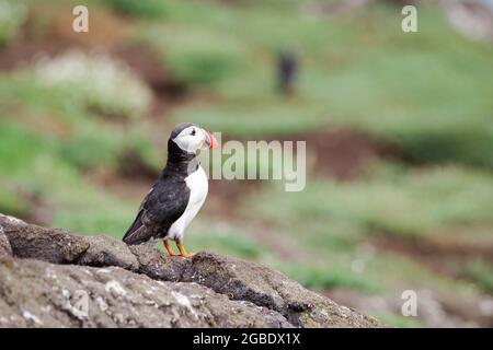Einsamer Papageientaucher, der auf einem Felsen auf der Isle of May steht - Schottland, Großbritannien Stockfoto