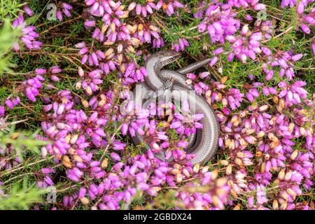 Ein langsamer Wurm (Anguis fragilis), der sich in der Morgensonne auf der bunten Glockenheide (Erica cinerea) im Silchester Common in Hampshire, England, Großbritannien, sonnt Stockfoto