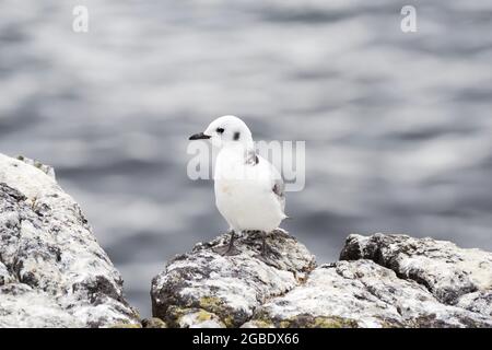 Jungtiere hängen an den Klippen auf der Isle of May - Schottland, Großbritannien Stockfoto