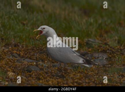 Gemeine Möwe, Larus canus, ruft an der Küste von Gareloch, Argyll, Schottland, Großbritannien Stockfoto