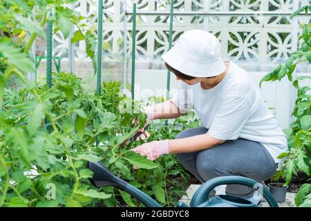 Eine Frau schneidet Tomatenpflanzen im Gewächshaus. Lebensmittelanbau und Gartenarbeit. Umweltfreundlich, achten Sie auf Gemüse im Gewächshaus. Wachsen Stockfoto