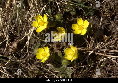 Alpencinquefoil (Potentilla crantzii) auf einer Wiese bei Maienfeld, Schweizer Alpen Stockfoto