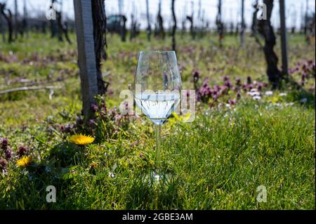 Weinproduktion in den Niederlanden, Weißweinprobe Glas Nahaufnahme auf Frühling Weinberg Stockfoto