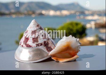 Zwei Muscheln mit blauem Seehafen im Hintergrund Stockfoto