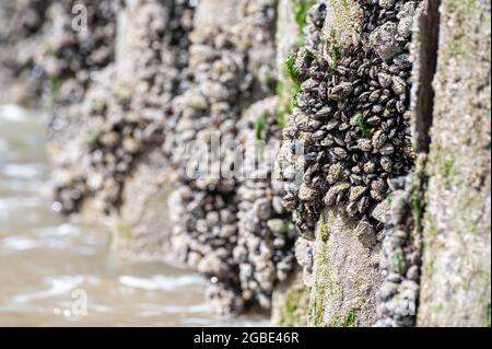 Gruppen von lebenden Muscheln Muscheln Muscheln Muscheln, die bei Ebbe auf Holzstangen in der Nordsee, Zoutelande, Zeeland, Niederlande wachsen Stockfoto