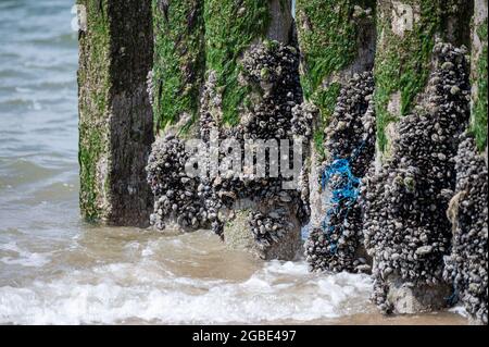 Gruppen von lebenden Muscheln Muscheln Muscheln Muscheln, die bei Ebbe auf Holzstangen in der Nordsee, Zoutelande, Zeeland, Niederlande wachsen Stockfoto