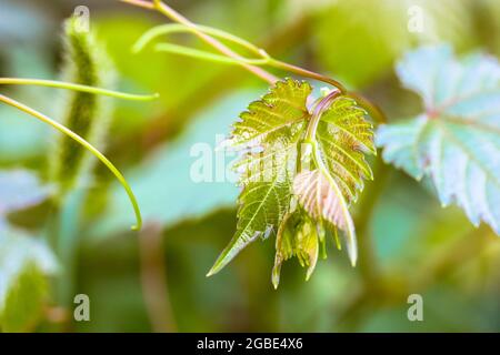 Frisches, junges grünes Traubenweinblatt auf einem Zweig auf einem unscharfen natürlichen Hintergrund. Weinberg, Weinbau. Frisch gepflückte Traubensprossen. Wachsendes Laub Klo Stockfoto