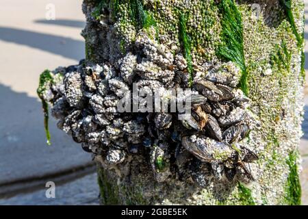 Gruppen von lebenden Muscheln Muscheln Muscheln Muscheln, die bei Ebbe auf Holzstangen in der Nordsee, Zoutelande, Zeeland, Niederlande wachsen Stockfoto