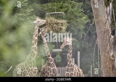 Blick auf drei Giraffen, die ihre Nahrung aus einem hängenden Käfig fressen Stockfoto