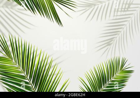 Palmenblatt und Schatten tropischer Rahmen, Hintergrund. Kopierbereich. Exotisches Sommerkonzept. Stockfoto
