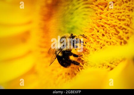 Eine Hummel sammelt Pollen auf einer Sonnenblume. Nahaufnahme. Stockfoto