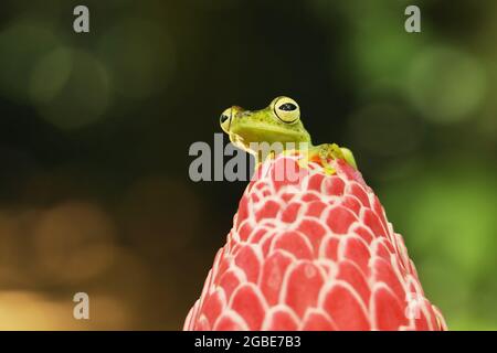 Teratohyla spinosa, stacheliger Glasfrosch, zinnige Amphibie mit roter Blume, in Naturlebensraum. Frosch aus Costa Rica, tropischer Wald. Stockfoto