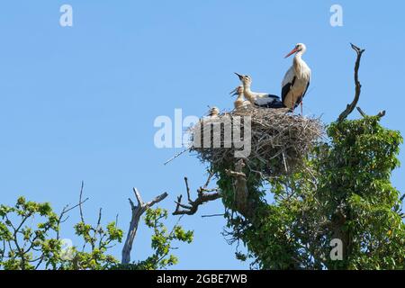 Weißstorch (Ciconia ciconia)-Elternteil, der neben drei großen Küken auf ihrem Nest in einer Eiche steht, Knepp Estate, Sussex, UK, Juni 2021. Stockfoto