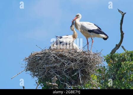 Gut angebauter Weißstorch (Ciconia ciconia) Küken bettelt einen Elternteil auf seinem Nest in einer Eiche an, Knepp Estate, Sussex, UK, Juni 2021. Stockfoto