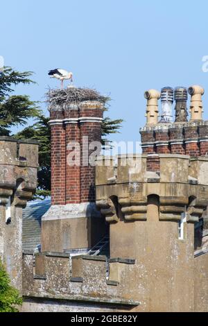Weißstorch (Ciconia ciconia)-Elternteil füttert eines seiner beiden Küken in einem Nest, das auf den Schornsteinen von Knepp Castle, Sussex, Großbritannien, im Juni gebaut wurde. Stockfoto