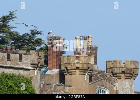 Weißstorch (Ciconia ciconia) Erwachsener fliegt zurück, um sich seinem Partner anzuschließen und ihre beiden Küken in einem Nest auf den Schornsteinen von Knepp Castle, Sussex, Großbritannien, im Juni zu hüten. Stockfoto