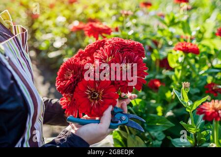 Die Gärtnerin pflückt im Sommergarten mit dem Rebschnitt ein Bouquet von roten Zinnien. Schnittblumen ernten Stockfoto