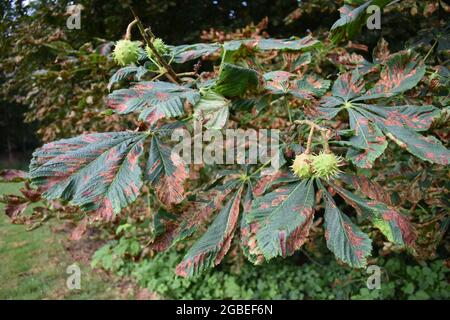 Ein kranker Rosskastanienbaum (aesculus hippocastanum) im Emerson Valley in Milton Keynes. Stockfoto