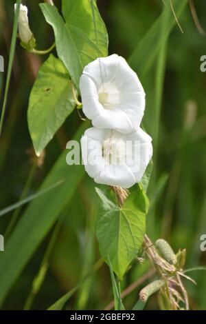 Heckenbindenkraut (Calystegia sepium), mit pfeilförmigen Blättern und weißen trompetenförmigen Blüten. Stockfoto