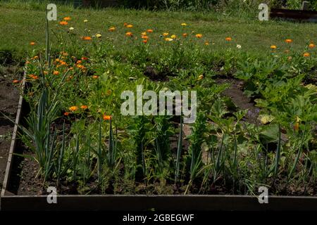 Marigolde in einem Gemüsebett gepflanzt. Die Ringelblumen werden in Gemüsebeeten gepflanzt, um Insekten anzuziehen, die sonst die Ernte schädigen würden. Stockfoto