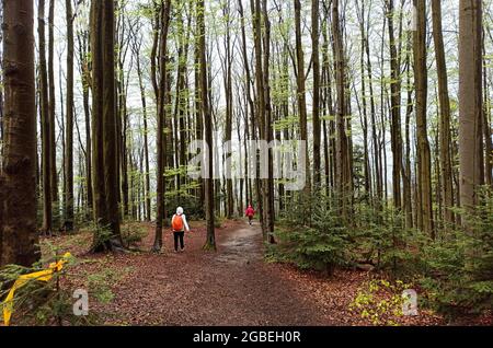 Wielki Lubon, Poland : nicht identifizierte Menschen wandern oder wandern in Richtung lubon Wielki Berg durch Wald oder Wälder mit hohen Bäumen in Polen duri Stockfoto