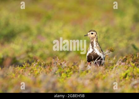 Der wunderschöne europäische Goldpfeister Pluvialis apricaria steht in seinem farbenfrohen Lebensraum in der finnischen Wildnis im Riisitunturi-Nationalpark in Finnland Stockfoto