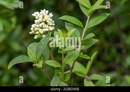 Nahaufnahme von Blumen auf einer wilden Gehölzpflanze (Ligustrum vulgare) Stockfoto