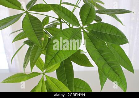 Nahaufnahme der Blätter auf einer Geldbaum-Pflanze Stockfoto