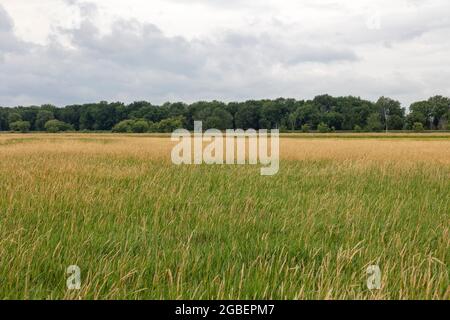 Shiawassee Flats National Wildlife Refuge, Sommer, Saginaw County, Michigan, USA, Von James D. Coppinger/Dembinsky Photo Assoc Stockfoto