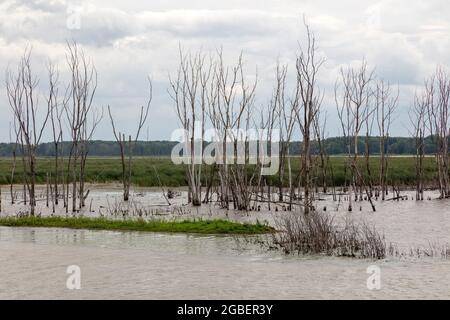 Shiawassee Flats National Wildlife Refuge, Sommer, Saginaw County, Michigan, USA, Von James D. Coppinger/Dembinsky Photo Assoc Stockfoto