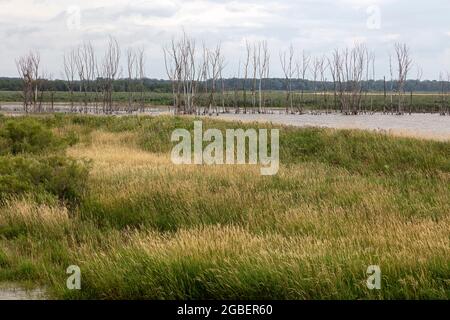 Shiawassee Flats National Wildlife Refuge, Sommer, Saginaw County, Michigan, USA, Von James D. Coppinger/Dembinsky Photo Assoc Stockfoto