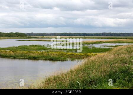 Shiawassee Flats National Wildlife Refuge, Sommer, Saginaw County, Michigan, USA, Von James D. Coppinger/Dembinsky Photo Assoc Stockfoto