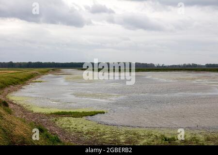 Shiawassee Flats National Wildlife Refuge, Sommer, Saginaw County, Michigan, USA, Von James D. Coppinger/Dembinsky Photo Assoc Stockfoto