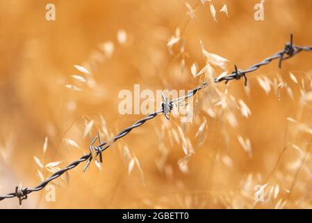 Nahaufnahme eines Stacheldrahtes mit trockenem Hafer. Stockfoto