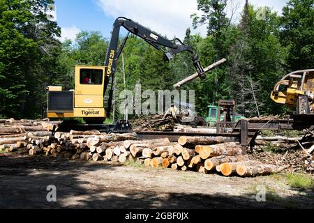 Ein Tigercat 234 Knuckle-Boom Blocklader mit einem Trenner und einer Säge auf einer Holzarbeitsstelle in den Adirondack Mountains mit einem Holzkider dahinter. Stockfoto