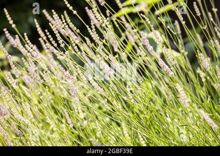 Bild von Lavendelblüten auf einer Nahaufnahme in Frankreich. Lavandula ist eine Gattung von 47 bekannten Arten von Blütenpflanzen aus der Familie der Minze, Lamiaceae. It Stockfoto