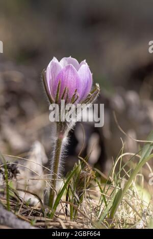 Pasque Blume gefunden bei Red Feather Lakes, Co. Stockfoto