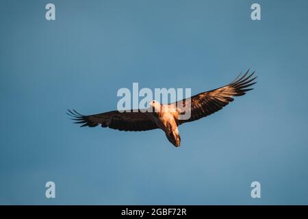 Unreifer Weißbauchadler, der am Himmel fliegt. Stockfoto