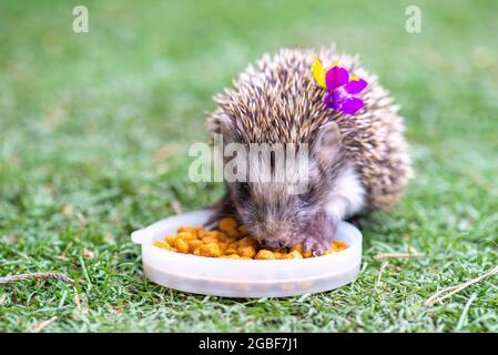 Ein ungewöhnlich hungriger Igel sitzt auf einer grünen Wiese Stockfoto