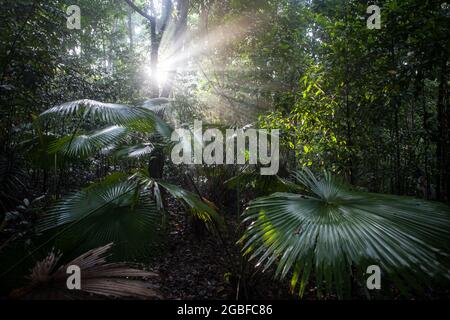 Strahlen von hellem Sonnenlicht durchdringen die Dunkelheit eines vielfältigen Regenwaldes im Tangkoko-Nationalpark auf der Insel Sulawesi, Indonesien. Stockfoto