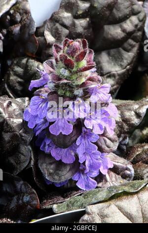 Nahaufnahme der blühenden Ajuga Black Scallop Blumen Stockfoto